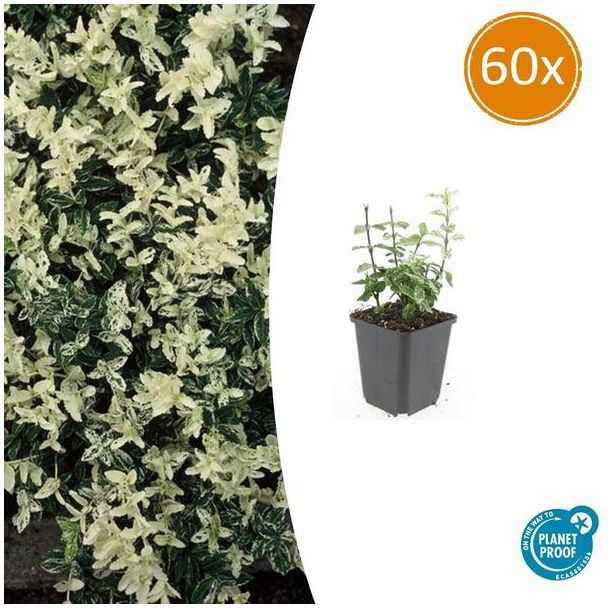 60 Stuks Kardinaalmuts Harlequin, Blad Groen en Creme tot Witte tinten, Wintergroene Bodembedekker, Euonymus fort.  Harlequin  - ↕10-25cm - Ø9cm