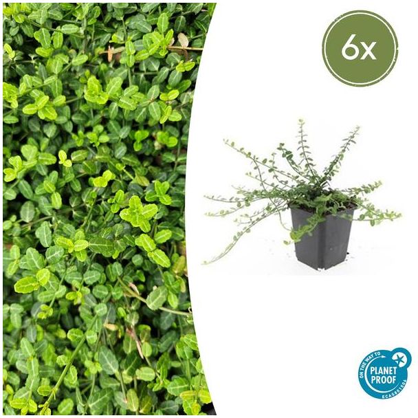 6  Stuks Kardinaalmuts Minimus  , Sterke Wintergroene Bodembedekker, Euonymus fort.  Minimus  - ↕10-25cm - Ø9cm