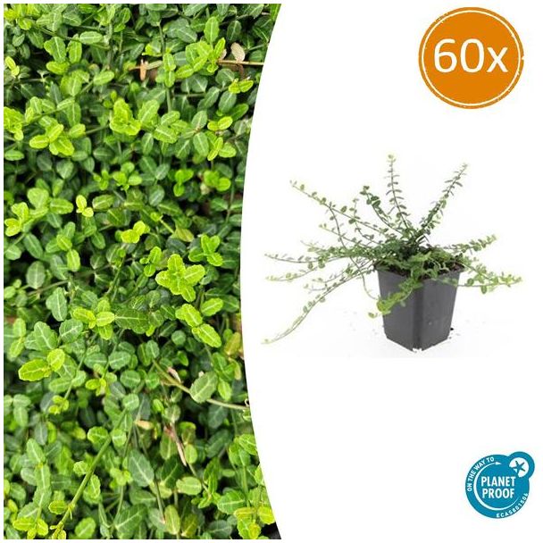 60 Stuks Kardinaalmuts Minimus, Sterke Wintergroene Bodembedekker, Euonymus fort.  - ↕10-25cm - Ø9cm