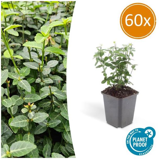 60 Stuks Kardinaalsmuts, Klimplant, Bodembedekker, Groenblijvende Zeer Winterhard, Euonymus fortunei radicans ca ↕25cm - Ø9cm
