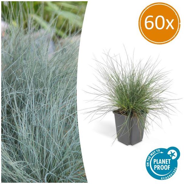 60x blauw schapengras Festuca glauca 'Elijah Bleu' - ↕10-25cm - Ø9cm - siergras - viltgras
