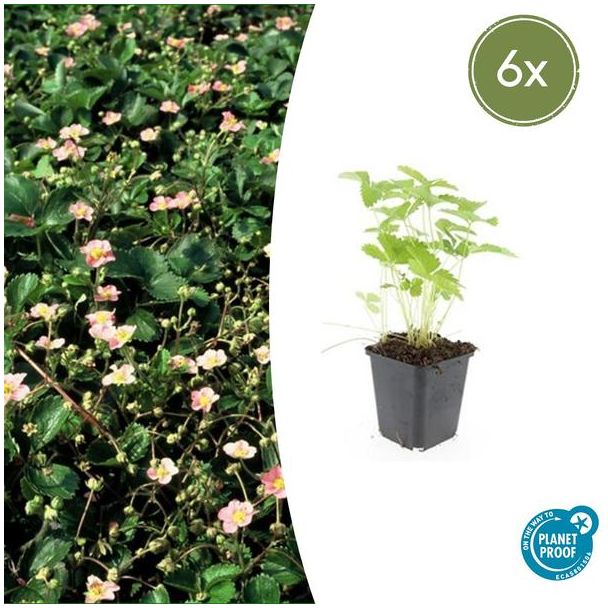 6 Stuks Bosaardbei, Bloemkleur Wit met een Geel Hartje, bodembedekker, Rode Aardbeien, Fragaria vesca - ↕10-25cm - Ø9cm