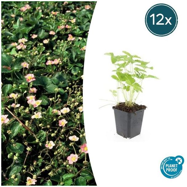 12 Stuks Bosaardbei, Bloemkleur Wit met een Geel Hartje, bodembedekker, Rode Aardbeien, Fragaria vesca - ↕10-25cm - Ø9cm