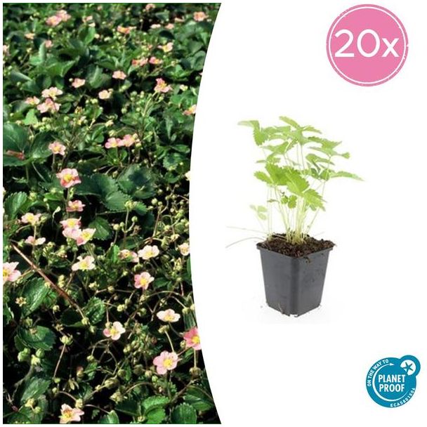 20 Stuks Bosaardbei, Bloemkleur Wit met een Geel Hartje, bodembedekker, Rode Aardbeien, Fragaria vesca - ↕10-25cm - Ø9cm
