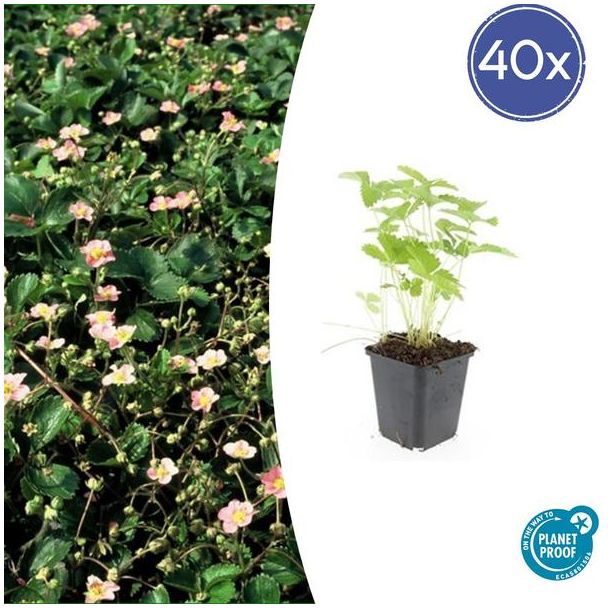 40 Stuks Bosaardbei, Bloemkleur Wit met een Geel Hartje, bodembedekker, Rode Aardbeien, Fragaria vesca - ↕10-25cm - Ø9cm