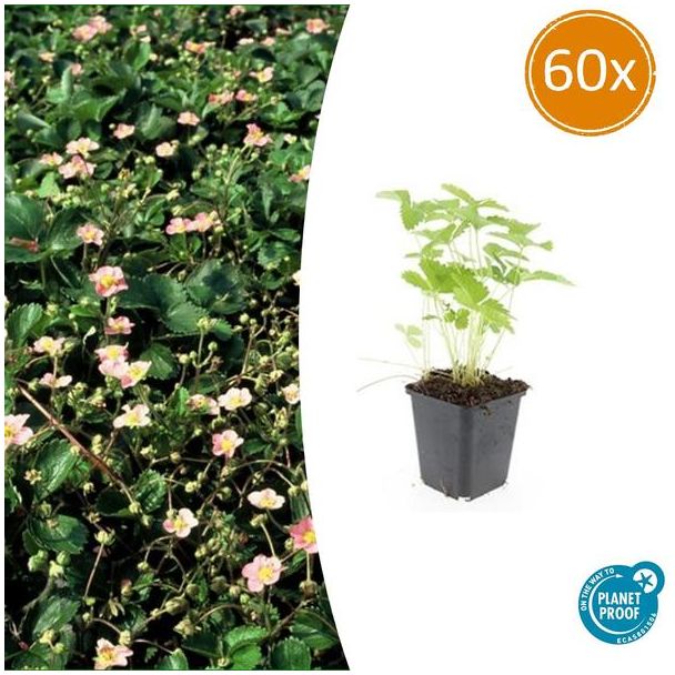 60 Stuks Bosaardbei, Bloemkleur Wit met een Geel Hartje, bodembedekker, Rode Aardbeien, Fragaria vesca - ↕10-25cm - Ø9cm