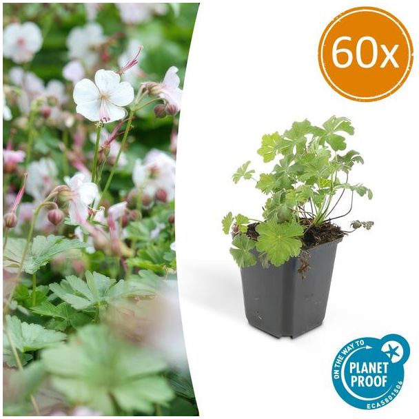 60x Geranium cantabrigiense Biokovo ca ↕10- Ø9cm  laagblijvende kruipende bodembedekker