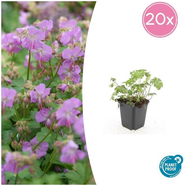 20x Geranium cantabrigiense Cambridge  Ooievaarsbek, Tuinplanten met Prachtige Rose  Bloemen,Winterharde planten, PopulaireTuinplanten  - ↕10-25cm - Ø9cm