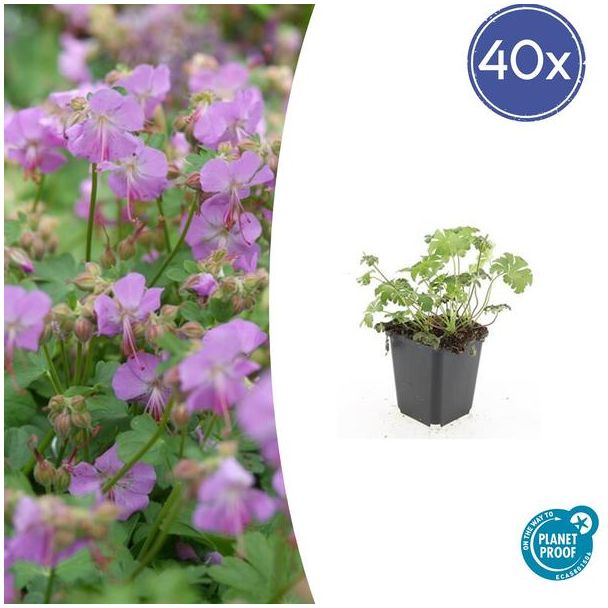 40x Geranium cantabrigiense Cambridge  Ooievaarsbek, Tuinplanten met Prachtige Rose  Bloemen,Winterharde planten, PopulaireTuinplanten  - ↕10-25cm - Ø9cm