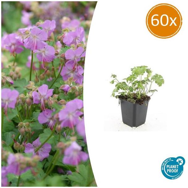 60x Geranium cantabrigiense Cambridge  Ooievaarsbek, Tuinplanten met Prachtige Rose  Bloemen,Winterharde planten, PopulaireTuinplanten  - ↕10-25cm - Ø9cm