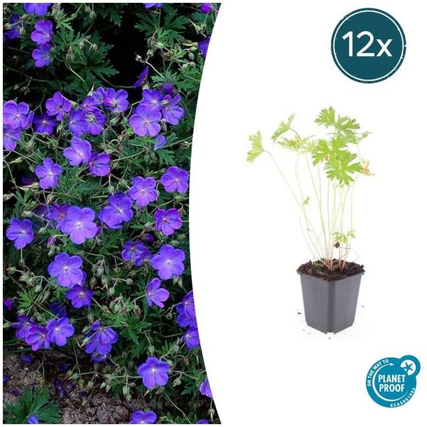 12 Stuks Geranium Ooievaarsbek Johnson s Blue, Tuinplanten met Prachtige Blauwe Bloemen,Winterharde planten, Populaire Tuinplanten - ↕10-25cm - Ø9cm
