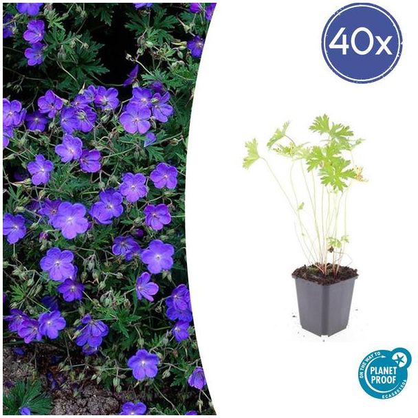 40 Stuks Geranium Ooievaarsbek Johnson s Blue, Tuinplanten met Prachtige Blauwe Bloemen,Winterharde planten, Populaire Tuinplanten - ↕10-25cm - Ø9cm