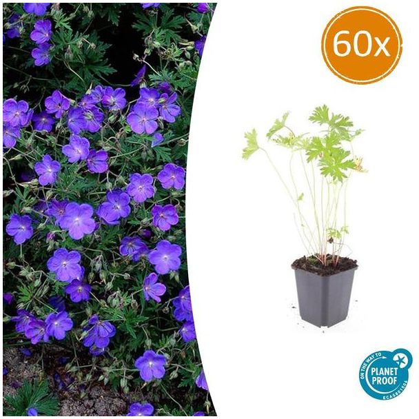 60 Stuks Geranium Ooievaarsbek Johnson s Blue, Tuinplanten met Prachtige Blauwe Bloemen,Winterharde planten, Populaire Tuinplanten - ↕10-25cm - Ø9cm