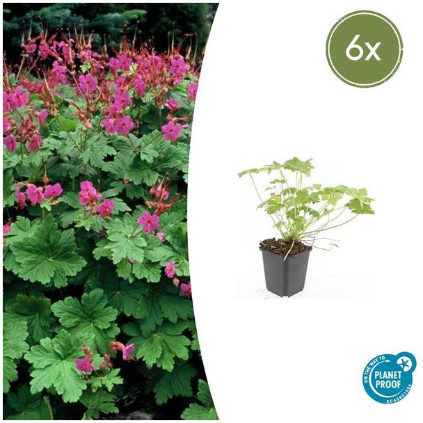 6 Stuks Ooievaarsbek macrorrhizum Czakor, Geranium, Tuinplanten met Helder Rose Bloemen,Winterharde planten, Tuinplanten - ↕10-25cm - Ø9cm
