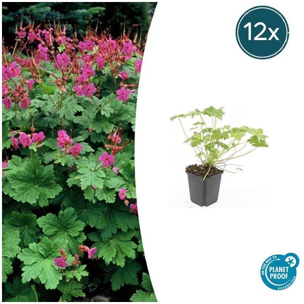 12 Stuks Ooievaarsbek macrorrhizum Czakor, Geranium, Tuinplanten met Helder Rose Bloemen,Winterharde planten, Tuinplanten - ↕10-25cm - Ø9cm