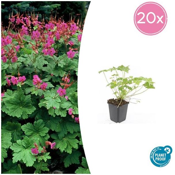20 Stuks Ooievaarsbek macrorrhizum Czakor, Geranium, Tuinplanten met Helder Rose Bloemen,Winterharde planten, Tuinplanten - ↕10-25cm - Ø9cm