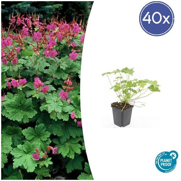 40 Stuks Ooievaarsbek macrorrhizum Czakor, Geranium, Tuinplanten met Helder Rose Bloemen,Winterharde planten, Tuinplanten - ↕10-25cm - Ø9cm