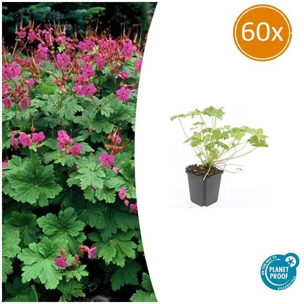 60 Stuks Ooievaarsbek macrorrhizum Czakor, Geranium, Tuinplanten met Helder Rose Bloemen,Winterharde planten, Tuinplanten - ↕10-25cm - Ø9cm