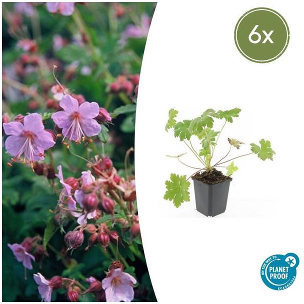 6 Stuks Ooievaarsbek macrorrhizum Ingwersen Variety, Tuinplanten met licht Rose Bloemen,Winterharde planten, Tuinplanten, Geranium   - ↕10-25cm - Ø9cm
