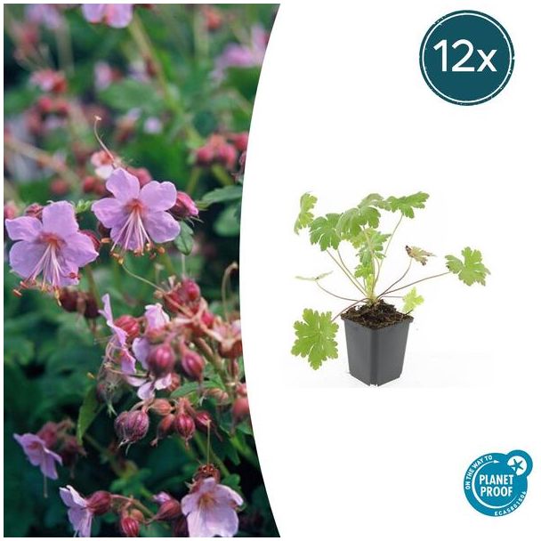 12 Stuks Ooievaarsbek macrorrhizum Ingwersen Variety, Tuinplanten met licht Rose Bloemen,Winterharde planten, Tuinplanten, Geranium   - ↕10-25cm - Ø9cm