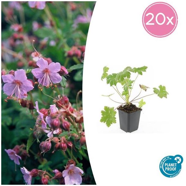 20 Stuks Ooievaarsbek macrorrhizum Ingwersen Variety, Tuinplanten met licht Rose Bloemen,Winterharde planten, Tuinplanten, Geranium   - ↕10-25cm - Ø9cm