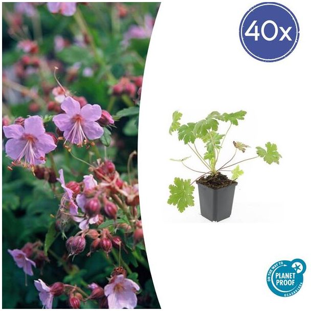 40 Stuks Ooievaarsbek macrorrhizum Ingwersen Variety, Tuinplanten met licht Rose Bloemen,Winterharde planten, Tuinplanten, Geranium   - ↕10-25cm - Ø9cm