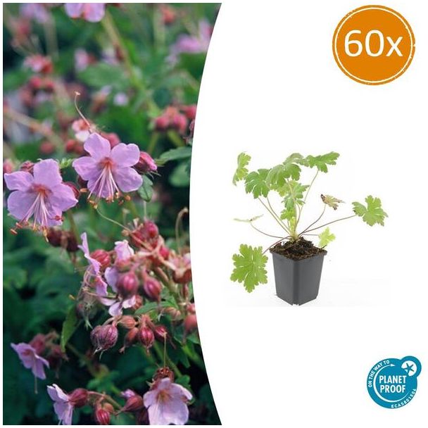 60 Stuks Ooievaarsbek macrorrhizum Ingwersen Variety, Tuinplanten met licht Rose Bloemen,Winterharde planten, Tuinplanten, Geranium   - ↕10-25cm - Ø9cm