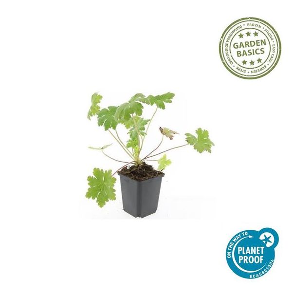 Beeld
