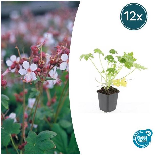 12 Stuks Ooievaarsbek macrorrhizum Spessart, Tuinplanten, Zachtroze tot Wit ,Sterke Bodembedekker, Tuinplanten, Geranium macrorrhizum - ↕10-25cm - Ø9cm