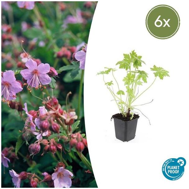 6 Stuks Ooievaarsbek, Tuinplanten met Lila,Blauw,Rose Bloemen,Winterharde planten, Tuinplanten, Geranium macrorrhizum - ↕10-25cm - Ø9cm