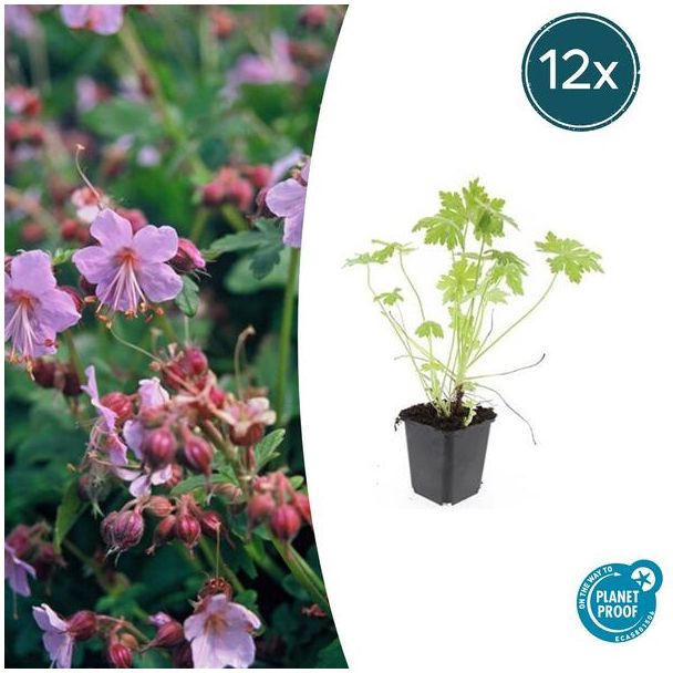 12 Stuks Ooievaarsbek, Tuinplanten met Lila,Blauw,Rose Bloemen,Winterharde planten, Tuinplanten, Geranium macrorrhizum - ↕10-25cm - Ø9cm