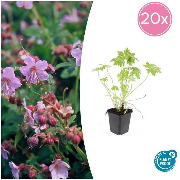 20 Stuks Ooievaarsbek, Tuinplanten met Lila,Blauw,Rose Bloemen,Winterharde planten, Tuinplanten, Geranium macrorrhizum - ↕10-25cm - Ø9cm
