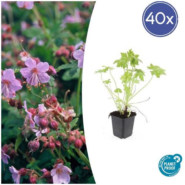 40 Stuks Ooievaarsbek, Tuinplanten met Lila,Blauw,Rose Bloemen,Winterharde planten, Tuinplanten, Geranium macrorrhizum - ↕10-25cm - Ø9cm