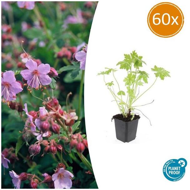 60 Stuks Ooievaarsbek, Tuinplanten met Lila,Blauw,Rose Bloemen,Winterharde planten, Tuinplanten, Geranium macrorrhizum - ↕10-25cm - Ø9cm