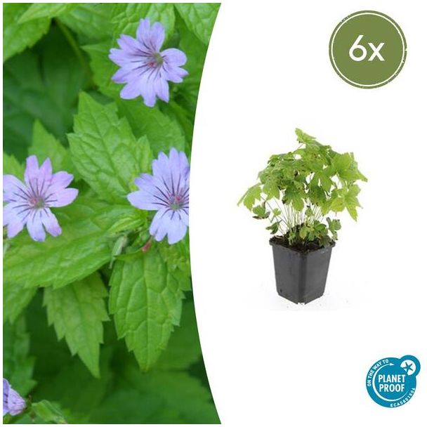 6  Stuks Ooievaarsbek, Lila Bloemen met donkere Aderen, Geranium Nodosum - ↕10-25cm - Ø9cm