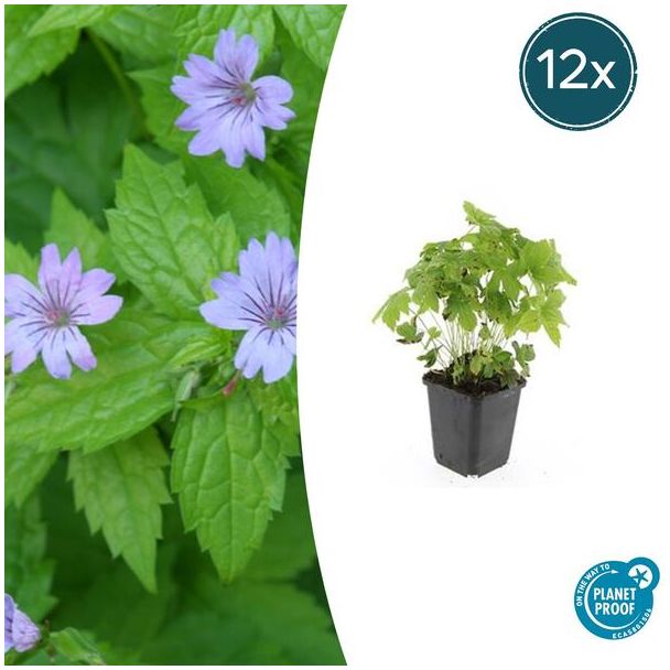 12  Stuks Ooievaarsbek, Lila Bloemen met donkere Aderen, Geranium Nodosum - ↕10-25cm - Ø9cm