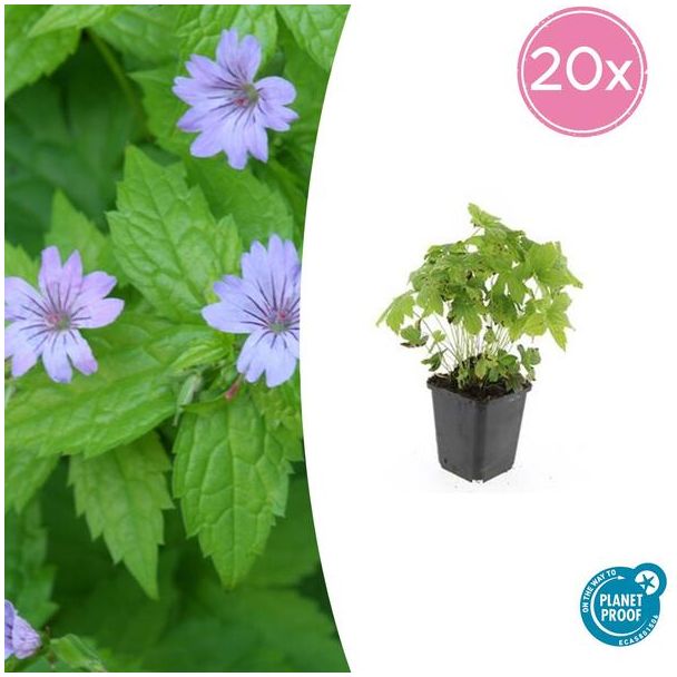 20  Stuks Ooievaarsbek, Lila Bloemen met donkere Aderen, Geranium Nodosum - ↕10-25cm - Ø9cm