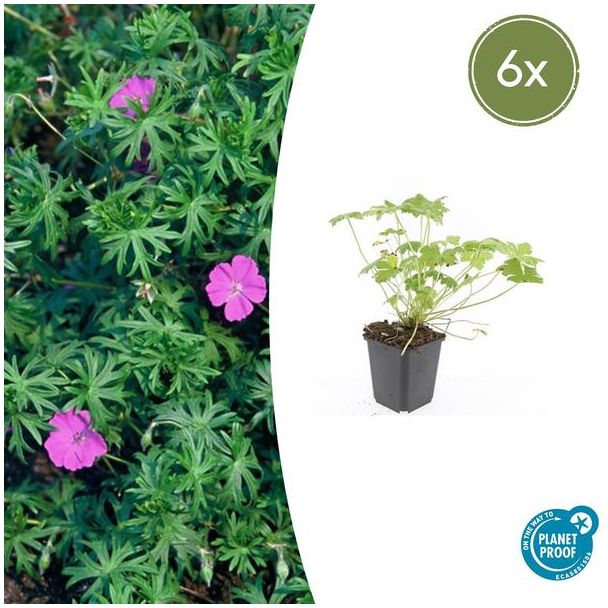 6  Stuks Ooievaarsbek 'Tiny Monster', Rose bloemen met donkere aderen, Geranium  Tiny Monster  - ↕10-25cm - Ø9cm
