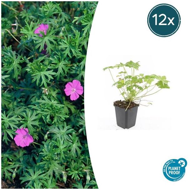 12  Stuks Ooievaarsbek 'Tiny Monster', Rose bloemen met donkere aderen, Geranium  Tiny Monster  - ↕10-25cm - Ø9cm