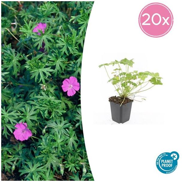 20 Stuks Ooievaarsbek 'Tiny Monster', Rose bloemen met donkere aderen, Geranium  Tiny Monster  - ↕10-25cm - Ø9cm