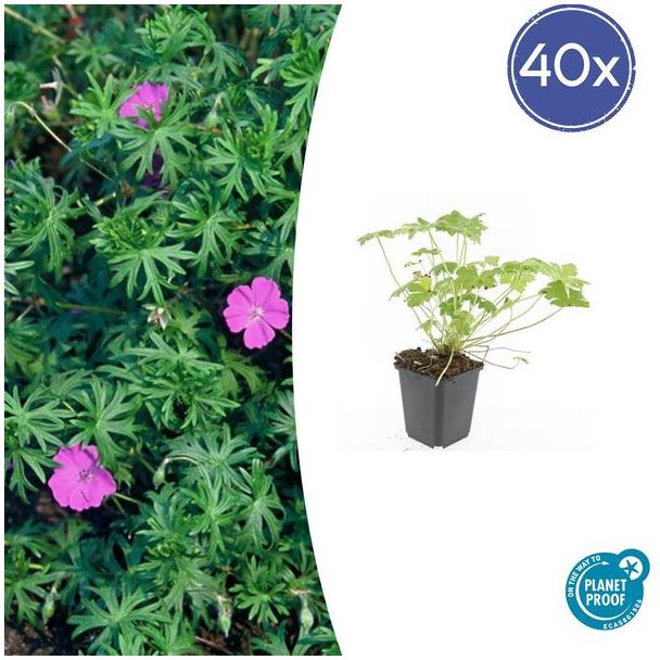 40 Stuks Ooievaarsbek 'Tiny Monster', Rose bloemen met donkere aderen, Geranium  Tiny Monster  - ↕10-25cm - Ø9cm