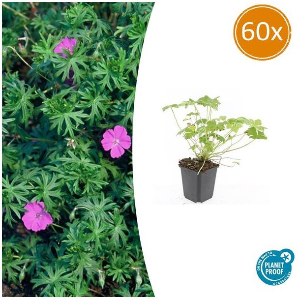 60 Stuks Ooievaarsbek 'Tiny Monster', Rose bloemen met donkere aderen, Geranium  Tiny Monster  - ↕10-25cm - Ø9cm