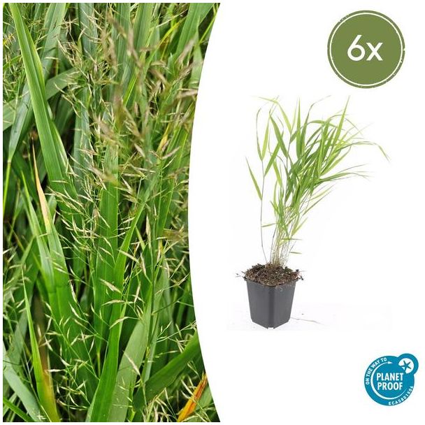 6  Stuks Japans Siergras, Creme Pluimen, Hakonechloa macra - ↕10-25cm - Ø9cm