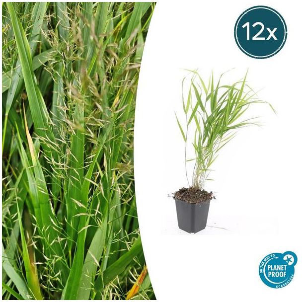 12  Stuks Japans Siergras, Creme Pluimen, Hakonechloa macra - ↕10-25cm - Ø9cm