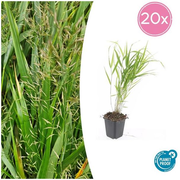 20  Stuks Japans Siergras, Creme Pluimen, Hakonechloa macra - ↕10-25cm - Ø9cm