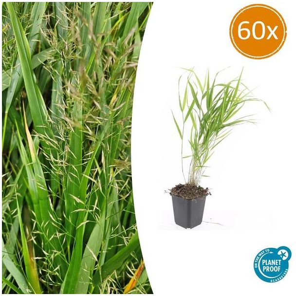 60 Stuks Japans Siergras, Creme Pluimen, Hakonechloa macra - ↕10-25cm - Ø9cm
