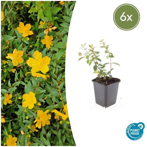 6 Stuks Hertshooi Peter Dummer, Onderhoudsarme Plant, Gele Bloemen, Laagblijvende Struik, Hypericum dummeri  Peter Dummer  - ↕10-25cm - Ø9cm