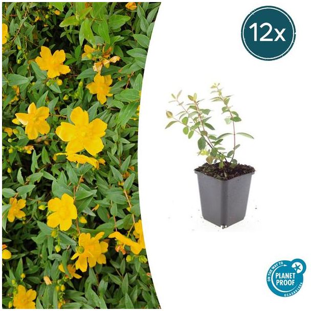 12 Stuks Hertshooi Peter Dummer, Onderhoudsarme Plant, Gele Bloemen, Laagblijvende Struik, Hypericum dummeri  Peter Dummer  - ↕10-25cm - Ø9cm