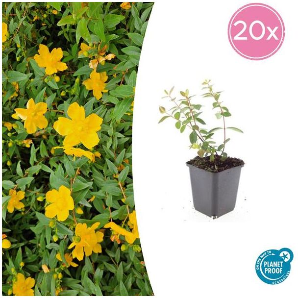 20 Stuks Hertshooi Peter Dummer, Onderhoudsarme Plant, Gele Bloemen, Laagblijvende Struik, Hypericum dummeri  Peter Dummer  - ↕10-25cm - Ø9cm
