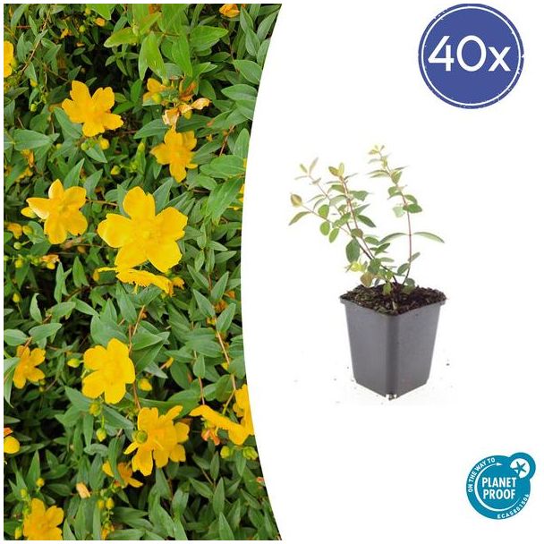 40 Stuks Hertshooi Peter Dummer, Onderhoudsarme Plant, Gele Bloemen, Laagblijvende Struik, Hypericum dummeri  Peter Dummer  - ↕10-25cm - Ø9cm